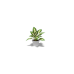 Decorative Plant, Dumb Cane
