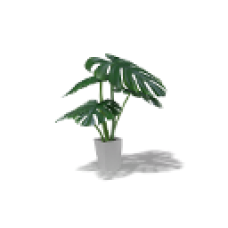 Decorative Plant, Monstera