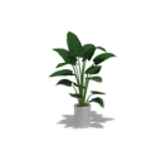 Decorative Plant, Augusta