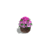 Tabletop Flowers, Bougainvillea