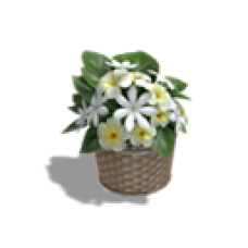 Tabletop Flowers, Plumeria & Tiare