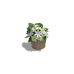 Tabletop Flowers, Plumeria & Tiare