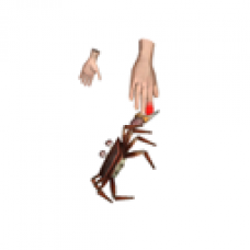Crab on Finger