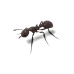 Giant Ant