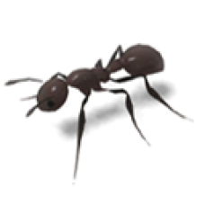 Giant Ant