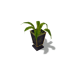 Paradise Springs Potted Plant