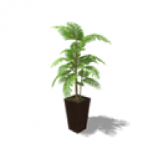 Large House Plant