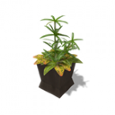 Umbrella Plant