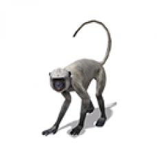 Furaha the White Monkey