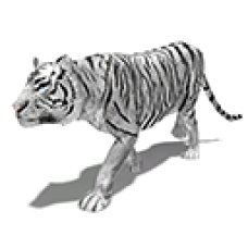 Aseman the White Tiger