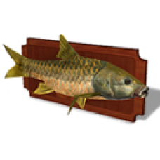 Winter 2011 - Masheer Fishing Plaque